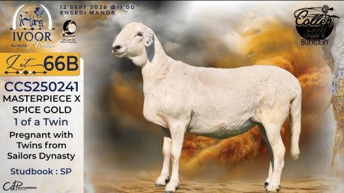 WITHDRAWN - 1 X MEATMASTER RECORDED EWE STAFFORD COLLEN - Collen Boerdery - Vryburg, Noord Wes