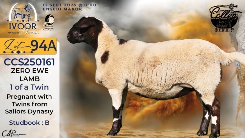 WITHDRAWN - 1 X MEATMASTER RECORDED EWE STAFFORD COLLEN - Collen Boerdery - Vryburg, Noord Wes