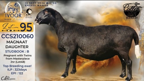 1 X MEATMASTER RECORDED PREGNANT EWE STAFFORD COLLEN - Collen Boerdery - Vryburg, Noord Wes