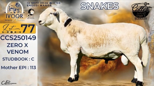 1 X MEATMASTER RECORDED RAM STAFFORD COLLEN - Collen Boerdery - Vryburg, Noord Wes