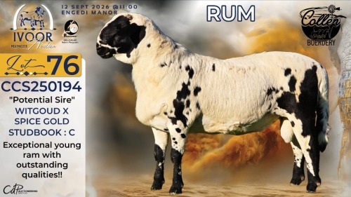 1 X MEATMASTER RECORDED RAM STAFFORD COLLEN - Collen Boerdery - Vryburg, Noord Wes