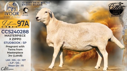 WITHDRAWN - 1 X MEATMASTER RECORDED EWE STAFFORD COLLEN - Collen Boerdery - Vryburg, Noord Wes