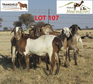 6 X OOI/EWE MEATMASTER KLIPKUIL MEATMASTERS (PER PIECE TO TAKE THE LOT)