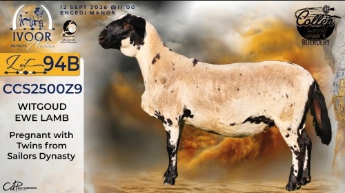 1 X MEATMASTER NOT RECORDED PREGNANT EWE STAFFORD COLLEN - Collen Boerdery - Vryburg, Noord Wes