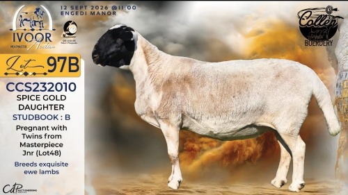 WITHDRAWN - 1 X MEATMASTER RECORDED EWE STAFFORD COLLEN - Collen Boerdery - Vryburg, Noord Wes