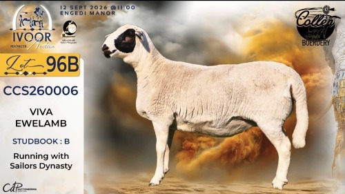 WITHDRAWN - 1 X MEATMASTER RECORDED EWE STAFFORD COLLEN - Collen Boerdery - Vryburg, Noord Wes