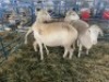 LOT 35 3X OOI/EWE MEATMASTER Day to Day, Pieter Freitas - 082 469 1951 (PER STUK OM LOT TE NEEM/PER PIECE TO TAKE THE LOT) - 2