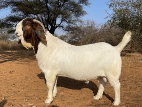 1 X BOERBOK RAM ARBEIDSAAM STOET/STUD STOET/STUD