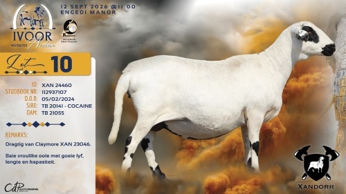 1 X MEATMASTER RECORDED PREGNANT EWE XANDER BISSETT - Xandorr Meatmasters - Boshof , Vrystaat