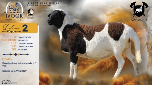WITHDRAWN - 1 X MEATMASTER RECORDED EWE XANDER BISSETT - Xandorr Meatmasters - Boshof , Vrystaat