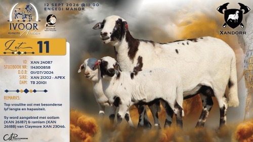 1+2 X MEATMASTER RECORDED EWE XANDER BISSETT - Xandorr Meatmasters - Boshof , Vrystaat