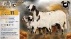 1+2 X MEATMASTER RECORDED EWE XANDER BISSETT - Xandorr Meatmasters - Boshof , Vrystaat