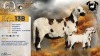 1+2 X MEATMASTER RECORDED EWE XANDER BISSETT - Xandorr Meatmasters - Boshof , Vrystaat