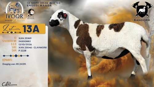 1 X MEATMASTER RECORDED PREGNANT EWE XANDER BISSETT - Xandorr Meatmasters - Boshof , Vrystaat