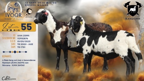WITHDRAWN - 1 X MEATMASTER RECORDED EWE XANDER BISSETT - Xandorr Meatmasters - Boshof , Vrystaat