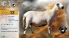 1 X MEATMASTER RECORDED PREGNANT EWE XANDER BISSETT - Xandorr Meatmasters - Boshof , Vrystaat