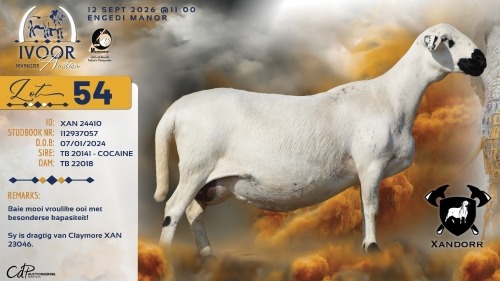 1+1 X MEATMASTER RECORDED PREGNANT EWE XANDER BISSETT - Xandorr Meatmasters - Boshof , Vrystaat