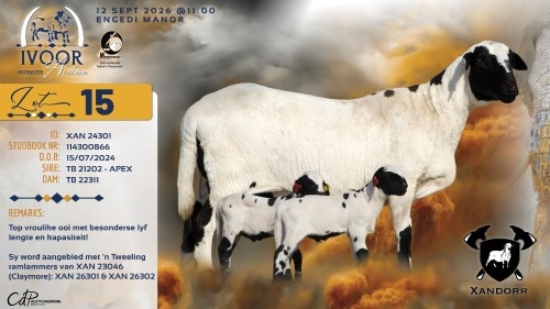 1+2 X MEATMASTER RECORDED EWE XANDER BISSETT - Xandorr Meatmasters - Boshof , Vrystaat