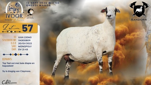 WITHDRAWN - 1 X MEATMASTER RECORDED EWE XANDER BISSETT - Xandorr Meatmasters - Boshof , Vrystaat