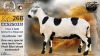 1 X MEATMASTER RECORDED EWE STAFFORD COLLEN - Collen Boerdery - Vryburg, Noord Wes