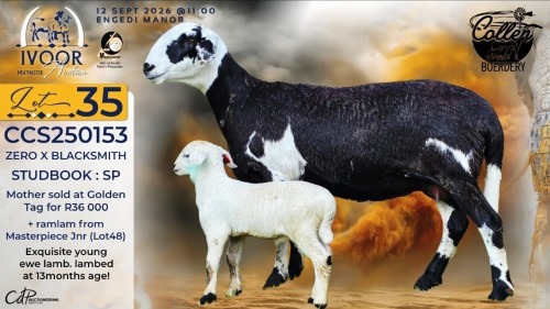 1+1 X MEATMASTER RECORDED EWE STAFFORD COLLEN - Collen Boerdery - Vryburg, Noord Wes