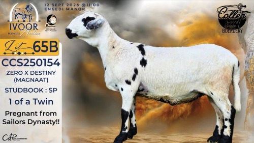 1 X MEATMASTER RECORDED EWE STAFFORD COLLEN - Collen Boerdery - Vryburg, Noord Wes
