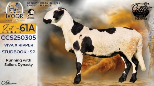 1 X MEATMASTER RECORDED EWE STAFFORD COLLEN - Collen Boerdery - Vryburg, Noord Wes