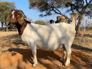 1+2 X BOERBOK OOI/EWE ARBEIDSAAM - STOET/STUD