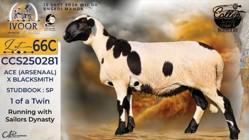 1 X MEATMASTER RECORDED EWE STAFFORD COLLEN - Collen Boerdery - Vryburg, Noord Wes