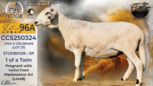 1 X MEATMASTER RECORDED PREGNANT EWE STAFFORD COLLEN - Collen Boerdery - Vryburg, Noord Wes