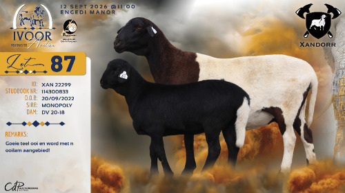 1+1 X MEATMASTER RECORDED EWE XANDER BISSETT - Xandorr Meatmasters - Boshof , Vrystaat