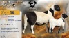 1+2 X MEATMASTER RECORDED EWE XANDER BISSETT - Xandorr Meatmasters - Boshof , Vrystaat