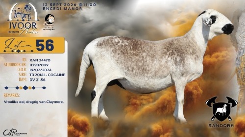 1 X MEATMASTER RECORDED PREGNANT EWE XANDER BISSETT - Xandorr Meatmasters - Boshof , Vrystaat