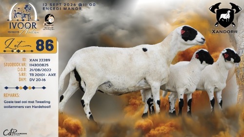 1+2 X MEATMASTER RECORDED EWE XANDER BISSETT - Xandorr Meatmasters - Boshof , Vrystaat