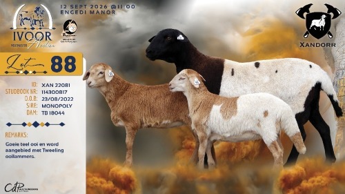 1+2 X MEATMASTER RECORDED EWE XANDER BISSETT - Xandorr Meatmasters - Boshof , Vrystaat