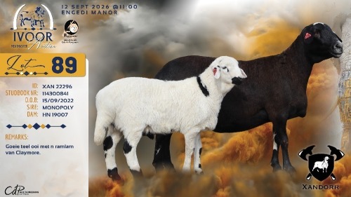 1+1 X MEATMASTER RECORDED EWE XANDER BISSETT - Xandorr Meatmasters - Boshof , Vrystaat
