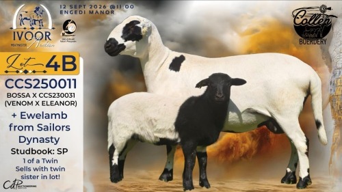 1+1 X MEATMASTER RECORDED EWE STAFFORD COLLEN - Collen Boerdery - Vryburg, Noord Wes