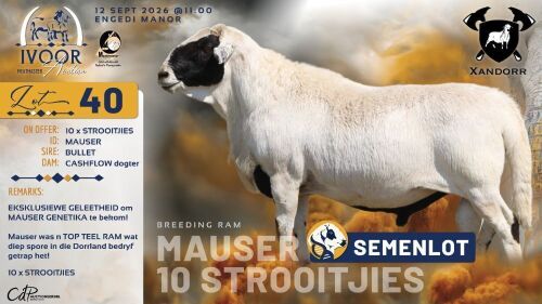 10 X MEATMASTER RECORDED STROOITJIES XANDER BISSETT - Xandorr Meatmasters - Boshof , Vrystaat