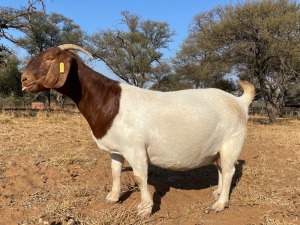 1 X BOERBOK OOI/EWE ARBEIDSAAM - Kudde kleur/Flock colour