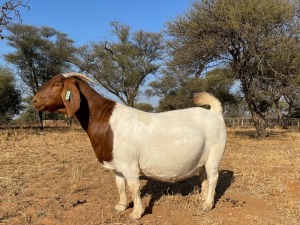 1 X BOERBOK OOI/EWE ARBEIDSAAM - KUDDE/FLOCK