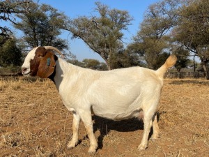 1 + 3 X BOERBOK OOI/EWE ARBEIDSAAM - STOET/STUD