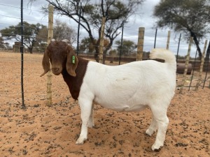 1 X BOERBOK OOI/EWE ARBEIDSAAM - KUDDE/FLOCK