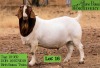 1 X BOERBOK RAM JOHN BOTES BOERDERY - STOET/STUD