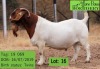 1 X BOERBOK RAM JOHN BOTES BOERDERY - STOET/STUD - 2