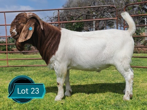 1 X BOER GOAT STUD BUCK Lukas Burger
