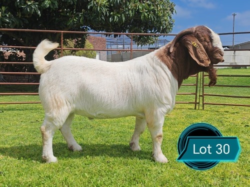 1 X BOER GOAT STUD BUCK Lukas Burger
