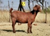 1 X KALAHAR RED OOI/EWE CW DREYER - KUDDE/FLOCK