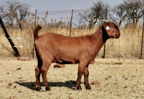 1 X KALAHAR RED OOI/EWE CW DREYER - KUDDE/FLOCK