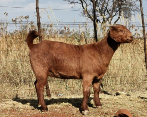1 X KALAHARI RED OOI/EWE CW DREYER - KUDDE/FLOCK