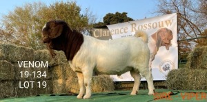 1 X BOERBOK RAM CLARENCE ROSSOUW - KUDDE/FLOCK